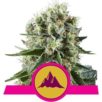 Royal Queen Seeds Critical Kush semena neobsahují THC 3 ks