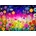 Enjoy - Puzzle Petal Serenade - 1 000 piese