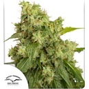 Dutch Passion AUTO Xtreme semena neobsahují THC 7 ks