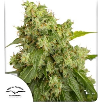 Dutch Passion AUTO Xtreme semena neobsahují THC 7 ks
