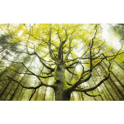 Komar Vliesová fototapeta Der Traumbaum 450 x 280 cm