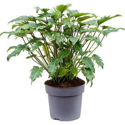 Philodendron xanadu 32x80 cm
