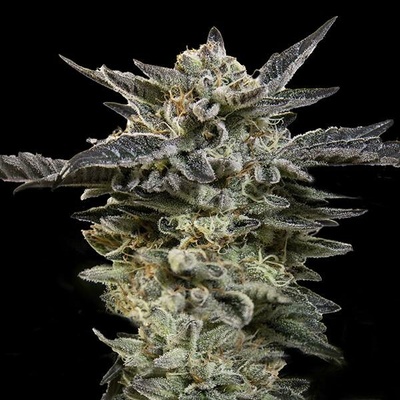 00 Seeds Bank AUTO Oreoz semena neobsahují THC 5 ks