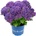 Royalty Collection® Curly Sparkle Purple Royalty Collection® Хортензия macrophylla