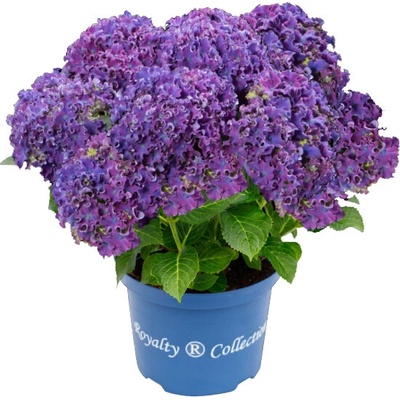 Royalty Collection® Curly Sparkle Purple Royalty Collection® Хортензия macrophylla