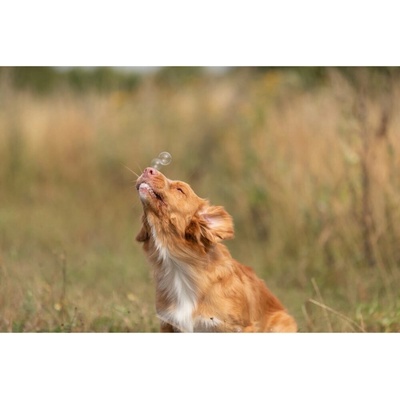 Bacon Bubbles bublifuk s vůní slaniny 120ml – Zbozi.Blesk.cz