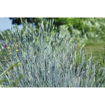 Kostrava sivá FloraSelf Festuca glauca 'Intense Blue' 10-25 cm kvetináč 2 l