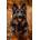 Norimpex - Puzzle Diamant painting: German Shepherd in flowers 30x40cm - 1 - 39 piese