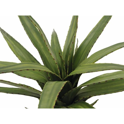 Aloe vera zelená, 50 cm