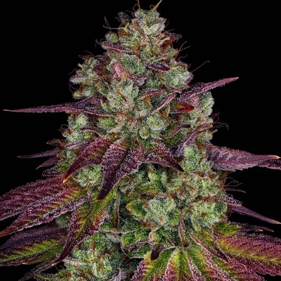 Barney's Farm Mimosa Evo semena neobsahují THC 3 ks – Zboží Dáma