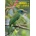 Birds of Sri Lanka | Gehan de Silva Wijeyeratne