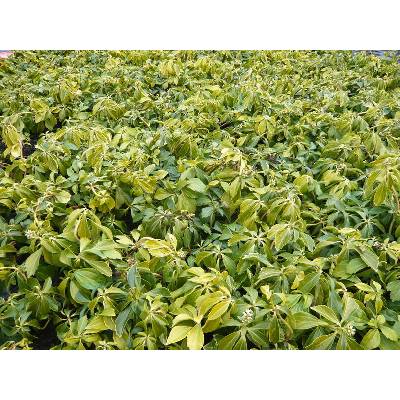 Tlustonitník klasnatý - Pachysandra terminalis, Květník o průměru 9 cm
