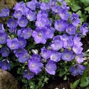 Karpatský zvonček svetlomodrý 0,5 g