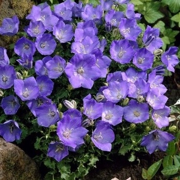 Karpatský zvonček svetlomodrý 0,5 g