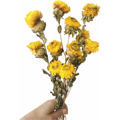 Helichrysum, slaměnka žlutá