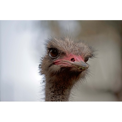 DIMEX ART Флизелинов фототапет двупръст щраус 375 x 250 см