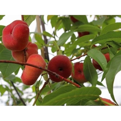 Broskyňa ploská (Prunus Persica) ´SATURN´ - skorá, výška 140-160 cm, voľnokorenná