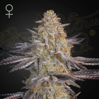Green House Seed Super Lemon Haze x RS11 semienka neobsahujú THC 10 ks