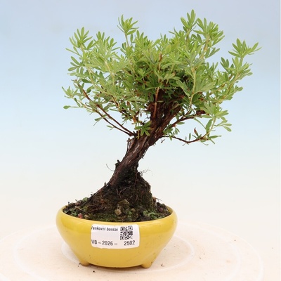 e-bonsai Venkovní bonsai-Mochna křovitá - potentila fruticosa