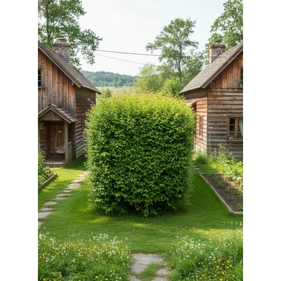 Jilm sibiřský ULPU-1 40-60 cm, QP60 – Sleviste.cz