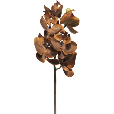 Orchidej - Orchid mini hnědá 33 cm