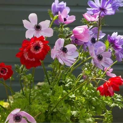 Směs sasanek Anemone mix- cibuloviny 15 ks