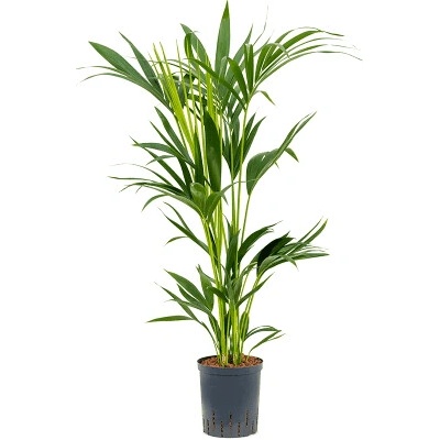 Kentia (Howea) forsteriana 18/19 cm, výška 100 cm