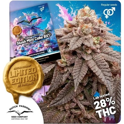 Dutch Passion Slush Mint Cake BX1 regular semienka neobsahujú THC 10 ks