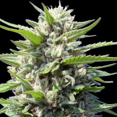 Genehtik Northern Lights Auto semienka neobsahujú THC 25 ks