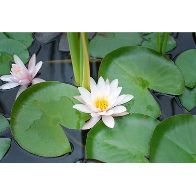 DIMEX ART Флизелинов фототапет водни лилии 375 x 250 см