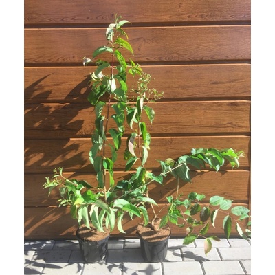Heptakodium jasmínovité (Heptacodium miconioides) veľkosť 100-150cm