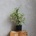 Ficus Benjamina variegata