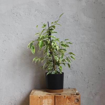 Ficus Benjamina variegata