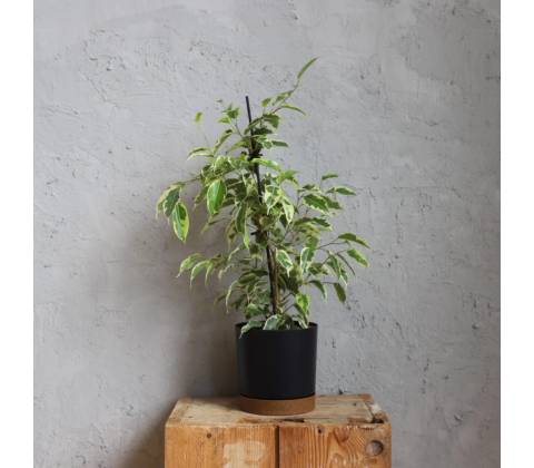 Ficus Benjamina variegata