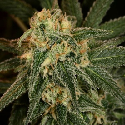 The Cali Connection Green Crack semena neobsahují THC 6 ks