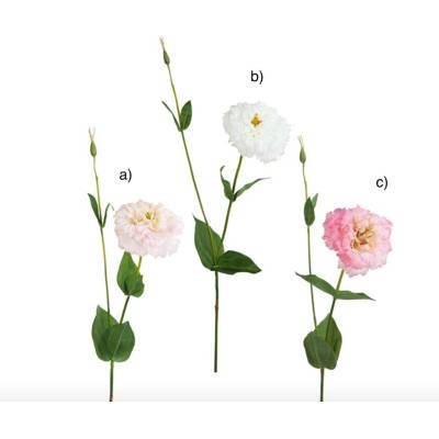 Eustoma - Lisianthus H80 varianta: a)