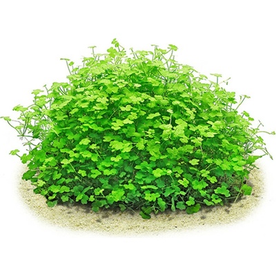 Hydrocotyle tripartita Japan mini