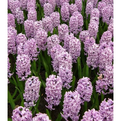 Hyacint Splendid Cornelia Hyacinthus prodej cibulovin 1 ks