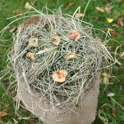 Dáme seno Seno XXL 5 kg – Hledejceny.cz