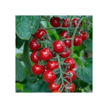? Чери домати - Cherry Baby F1 - 5 семена (291179)
