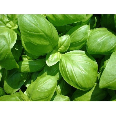 Planta Naturalis Semínka k výsevu - bazalka pravá (Ocimum basilicum)