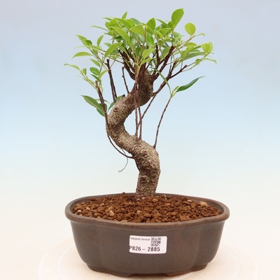 e-bonsai Pokojová bonsai - Ficus kimmen - malolistý fíkus