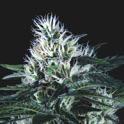Pyramid Seeds Wembley Fast semena neobsahují THC 3 ks