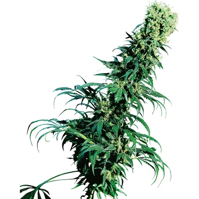 Sensi Seeds Early Pearl regular semena neobsahují THC 10 ks