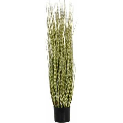 FIRESILX Ozdobnice čínská, 120 cm