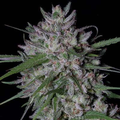 Big Head Seeds Gorilla Cookies Auto semienka neobsahujú THC 10 ks