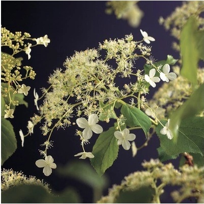Hortenzia popínavá FloraSelf Hydrangea petiolaris 50-70 cm kvetináč 2,3 l