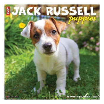 Willow Creek Press Jack Russell Puppies 2026 12 X 12 Wall Calendar