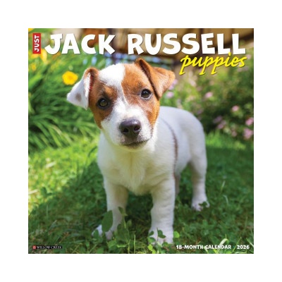 Willow Creek Press Jack Russell Puppies 2026 12 X 12 Wall Calendar | Willow Creek Press