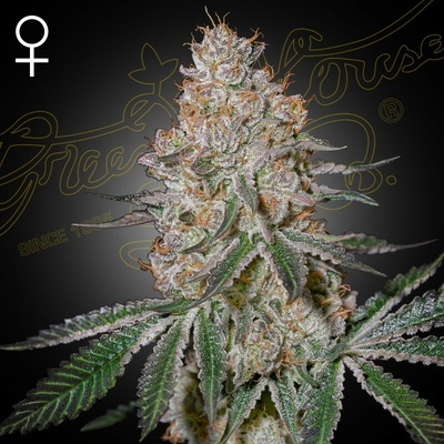 Green House Seed HighCloudZ semienka neobsahujú THC 1 ks